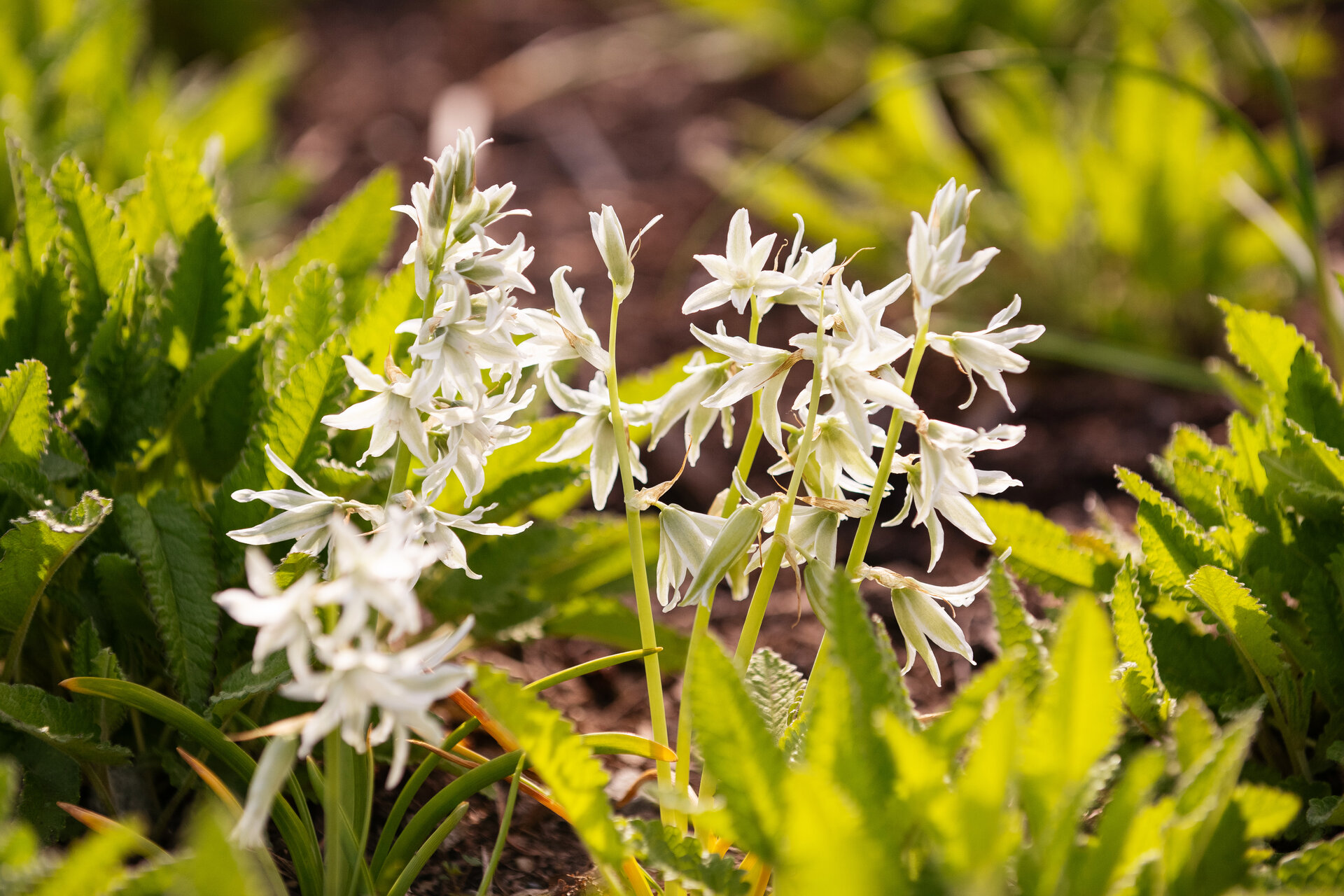 Ornithogalum nutans